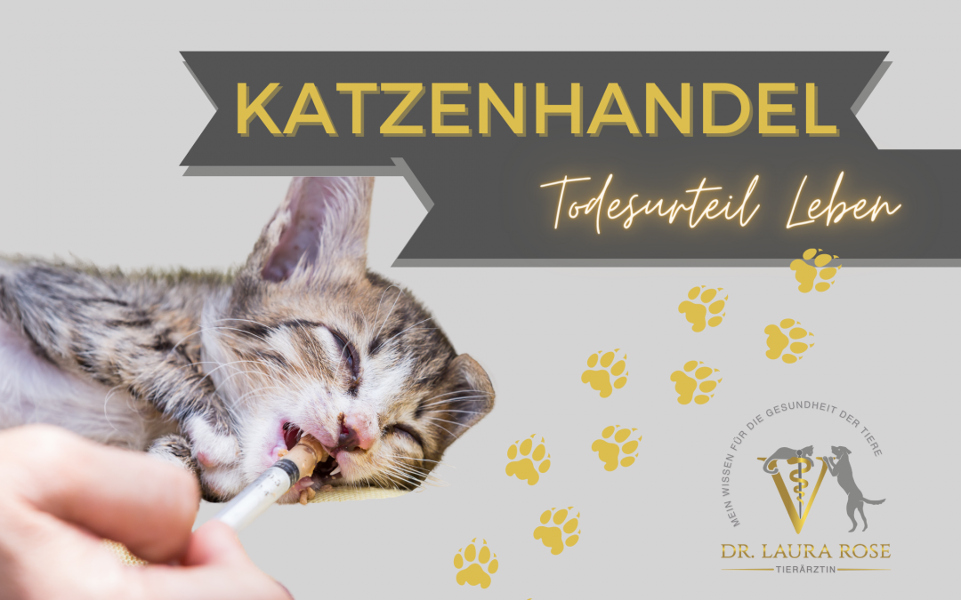 Illegaler Katzenhandel