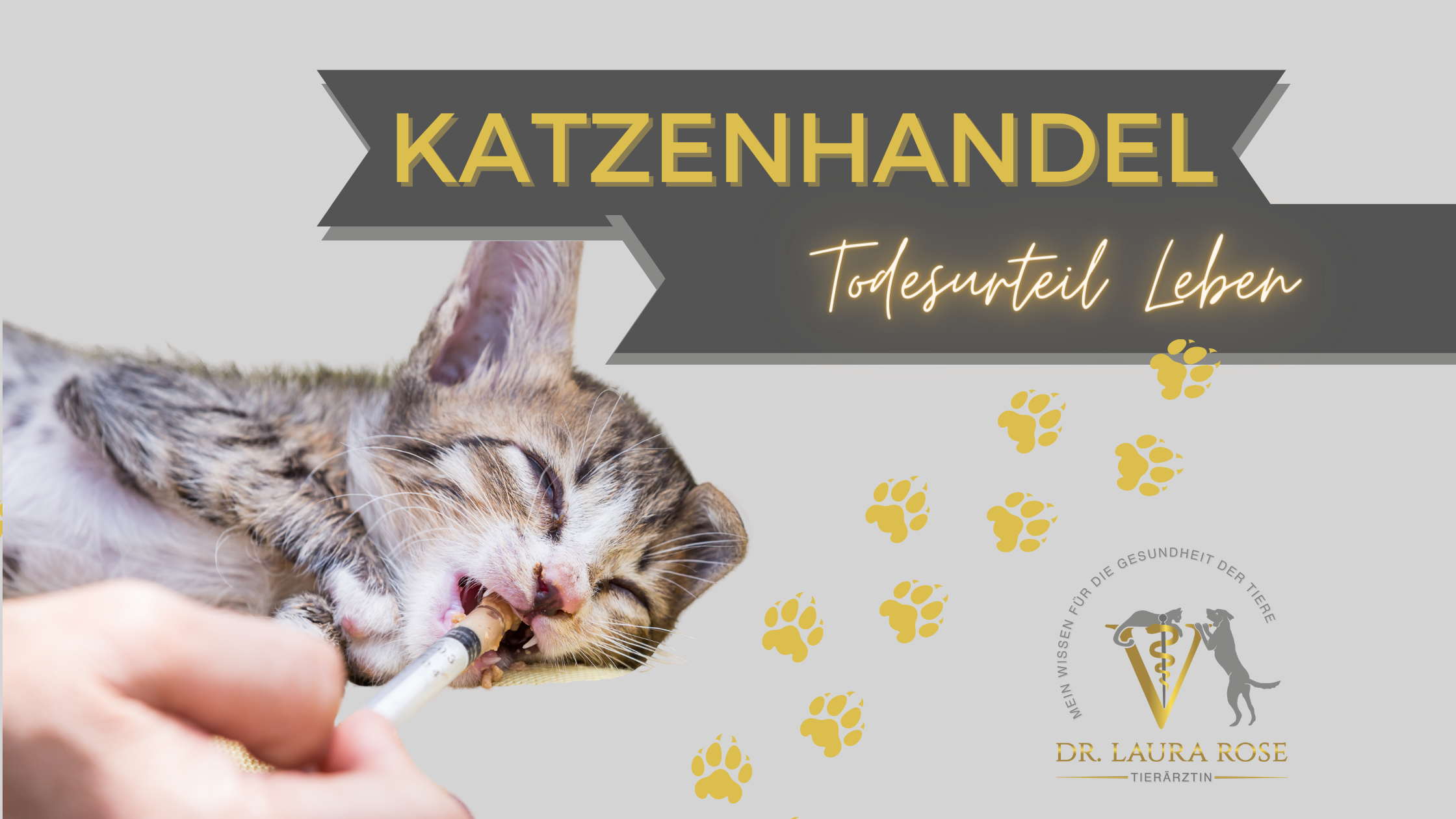 Kranker Katzenwelpe aus dem illegalen Katzenhandel